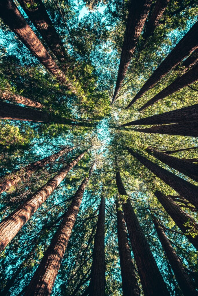 cedar trees