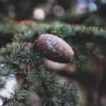 Cedar, An obscure and unique aroma to know